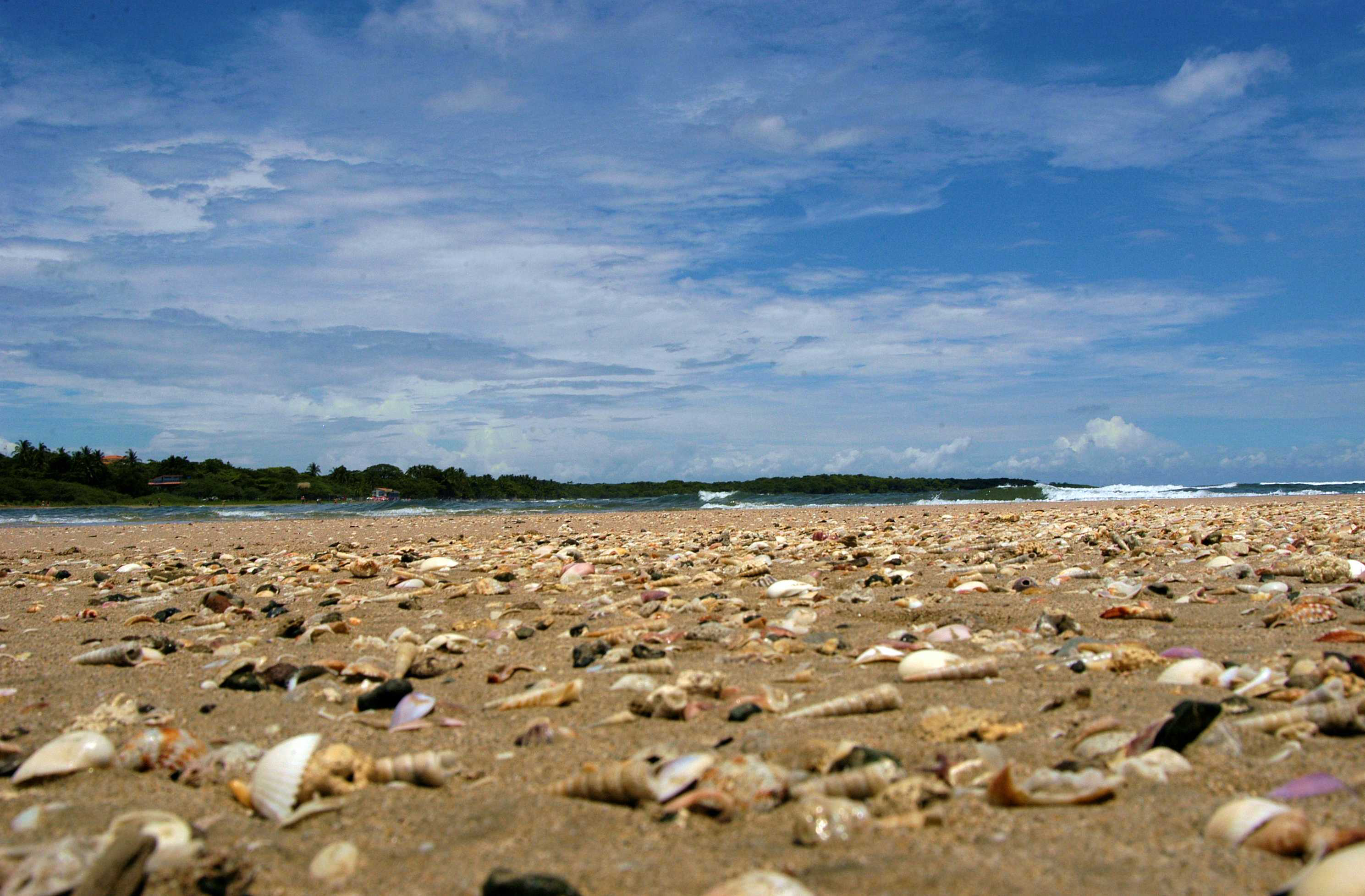  Playa Grande Seashells in the sand