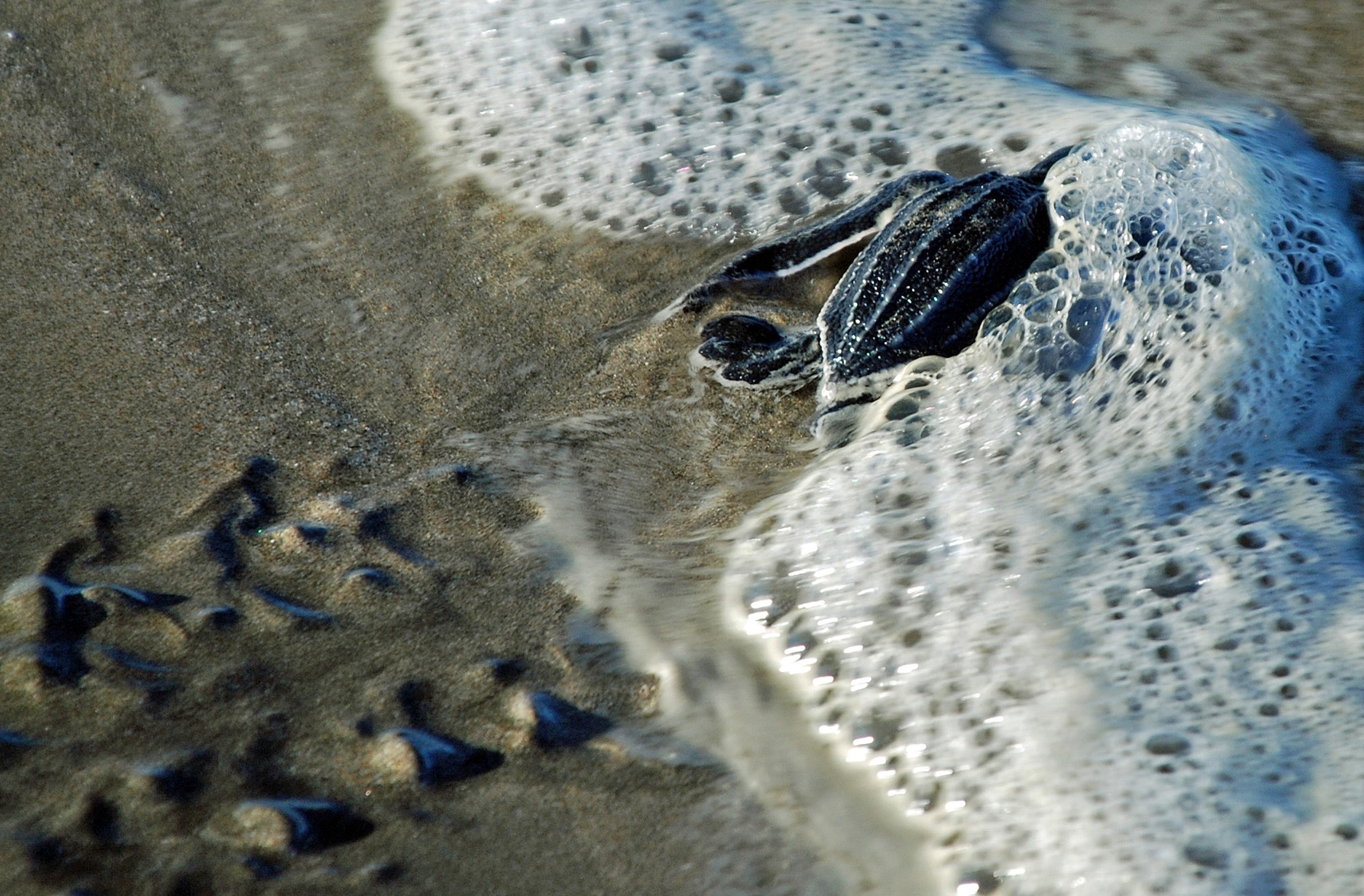 Baby Leatherback Turtle Hitting Waves